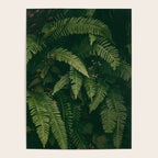 Ferns X Poster Gallery Image 4