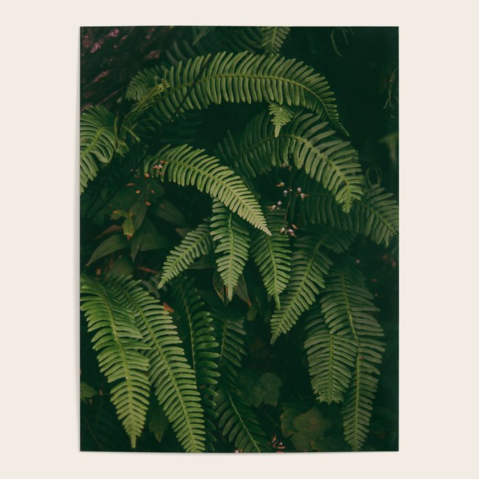 Ferns X Poster Gallery Image 4