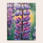 Lupine - spring flower nature photograph Notebook Gallery Image 4