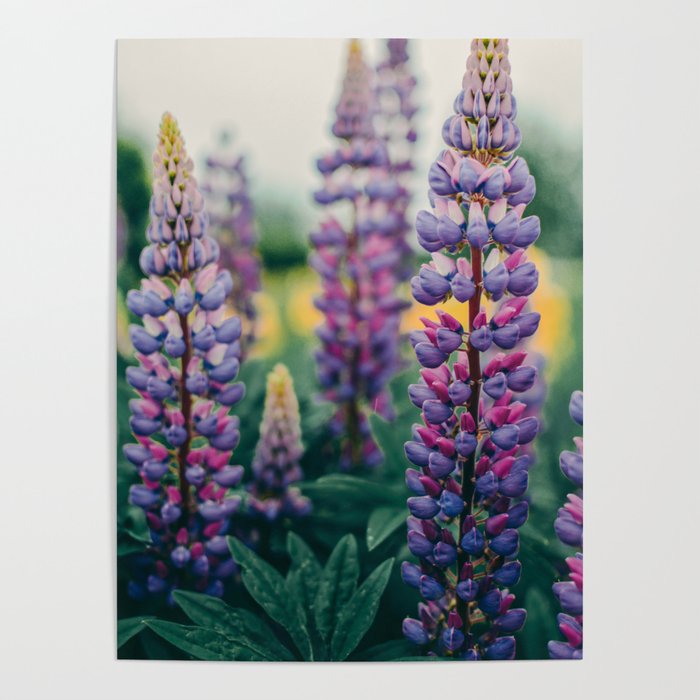 Lupine - spring flower nature photograph Poster Gallery Image 4