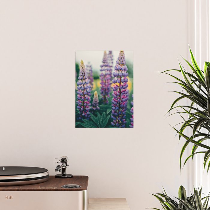 Lupine - spring flower nature photograph Poster Gallery Image 2