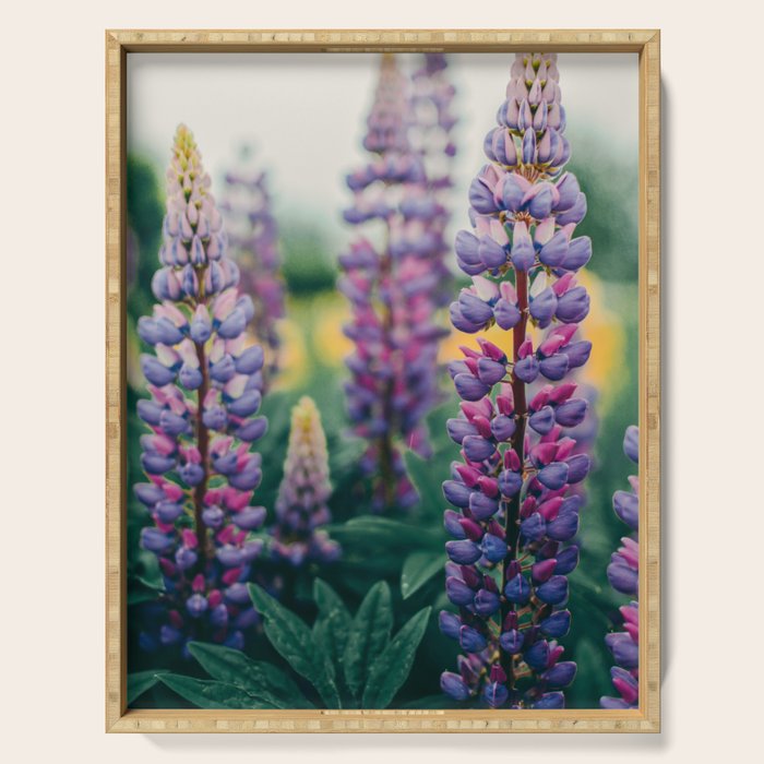 Lupine - spring flower nature photograph Serving Tray Gallery Image 1