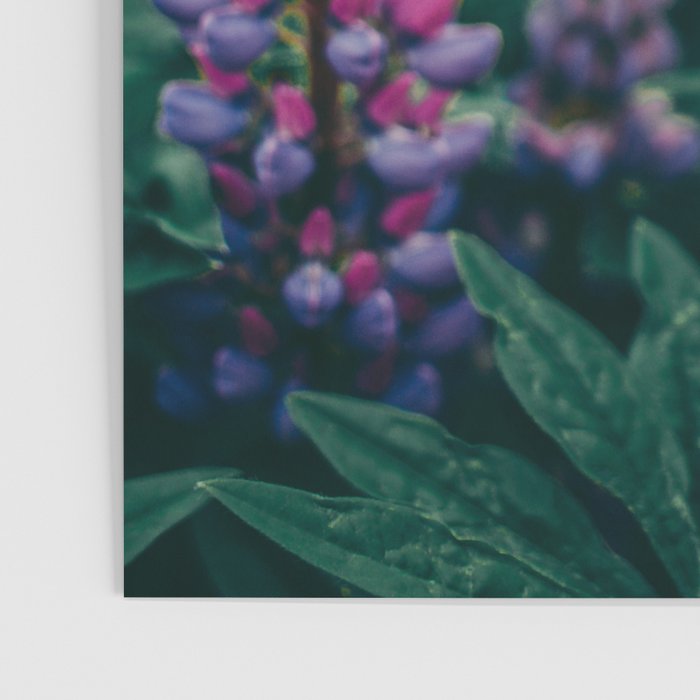 Lupine - spring flower nature photograph Poster Gallery Image 3