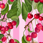 Lush Cherry Orchard Sweet Summer Fruits On Pink Stripes Coffee Mug Gallery Image 2