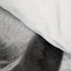 Horses - Black & White Comforter Gallery Image 4