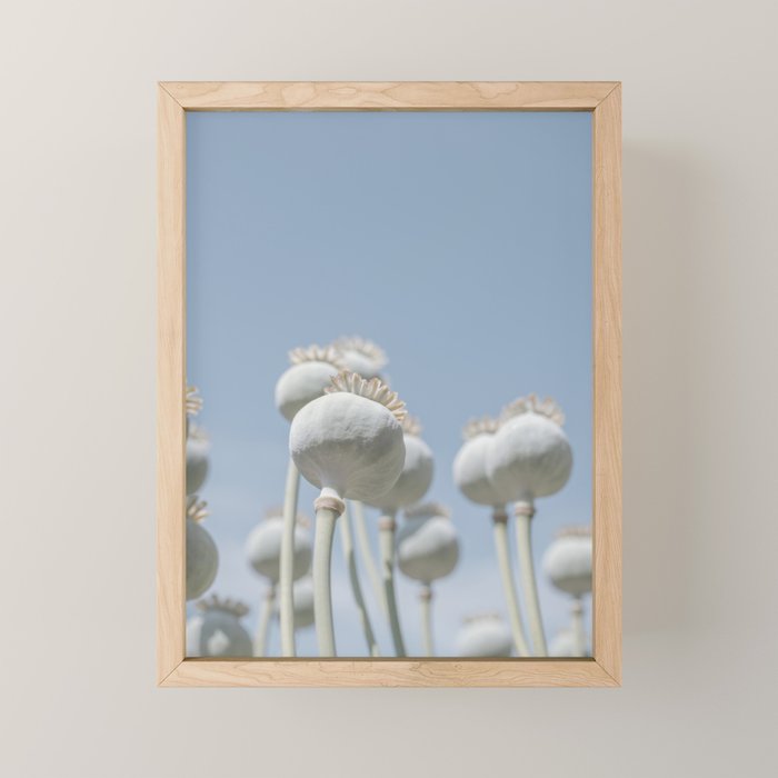 Nostalgic midtones poppy bulbs in a blue sky - retro style nature photography Mini Art Print Gallery Image 1