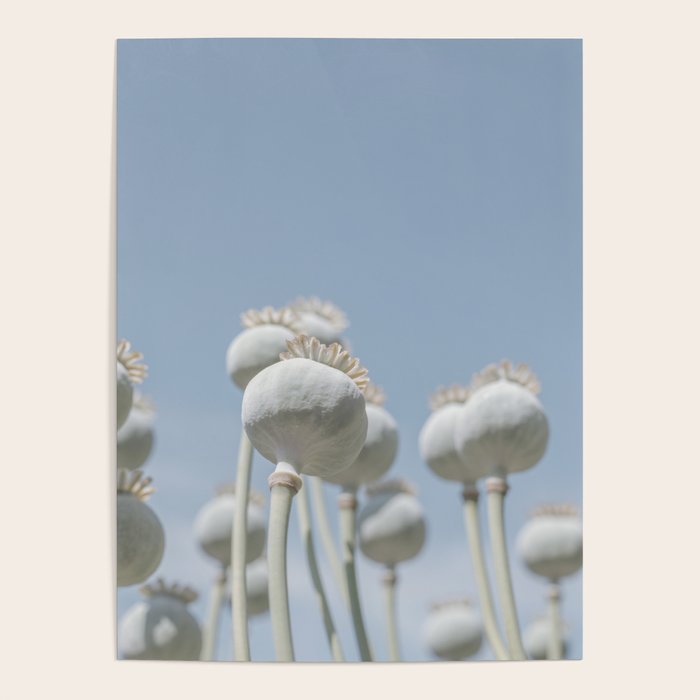 Nostalgic midtones poppy bulbs in a blue sky - retro style nature photography Poster Gallery Image 4