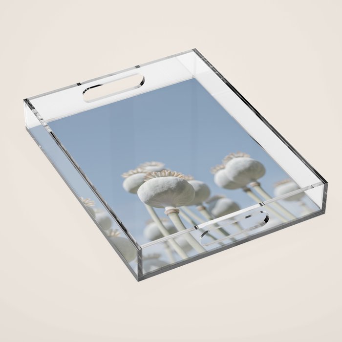 Nostalgic midtones poppy bulbs in a blue sky - retro style nature photography Acrylic Tray Gallery Image 1