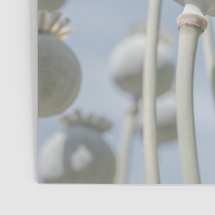Nostalgic midtones poppy bulbs in a blue sky - retro style nature photography Poster Gallery Image 3