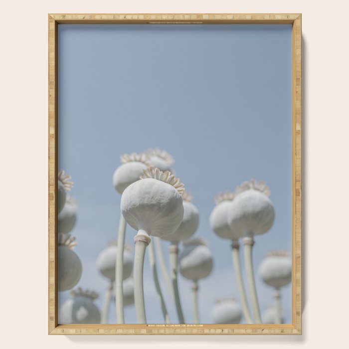 Nostalgic midtones poppy bulbs in a blue sky - retro style nature photography Serving Tray Gallery Image 1