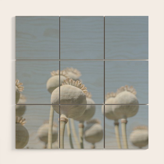 Nostalgic midtones poppy bulbs in a blue sky - retro style nature photography Wood Wall Art Gallery Image 1