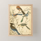 Jays from The Edinburgh Journal, 1835 (benefitting The Nature Conservancy) Mini Art Print Gallery Image 1