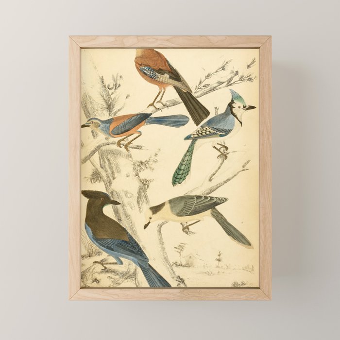 Jays from The Edinburgh Journal, 1835 (benefitting The Nature Conservancy) Mini Art Print Gallery Image 1