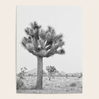 Joshua Tree Poster Gallery Image 4