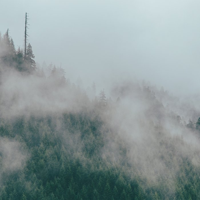 Forest Fog IX Coffee Mug Gallery Image 2