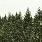 Winter Woods Pacific Northwest - Wanderlust Adventure Coffee Mug Gallery Image 2