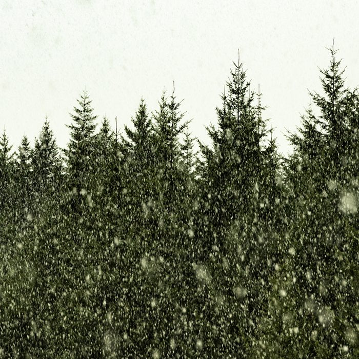 Winter Woods Pacific Northwest - Wanderlust Adventure Coffee Mug Gallery Image 2