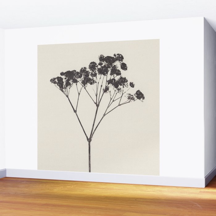Blooms of Gypsophila #1 Wall Mural Gallery Image 2