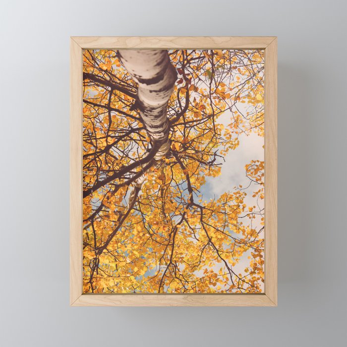 Yellow Autumn Birch Tree in the Maine Woods Mini Art Print Gallery Image 1