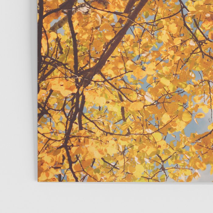 Yellow Autumn Birch Tree in the Maine Woods Poster Gallery Image 3