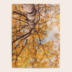 Yellow Autumn Birch Tree in the Maine Woods Poster Gallery Image 4