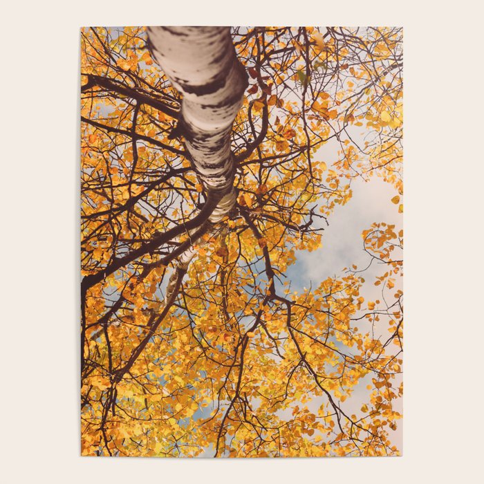 Yellow Autumn Birch Tree in the Maine Woods Poster Gallery Image 4