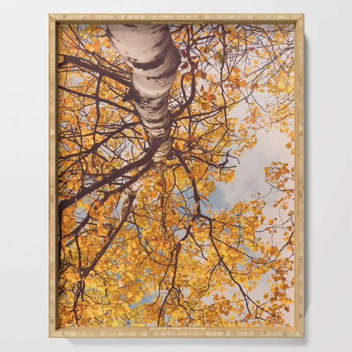 Yellow Autumn Birch Tree in the Maine Woods Serving Tray Gallery Image 1