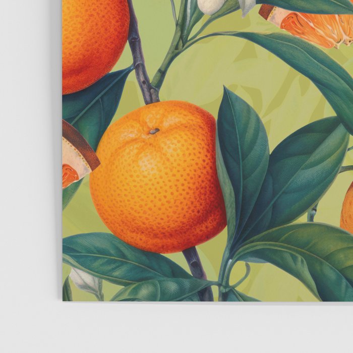 Orange Blossoms Poster Gallery Image 3