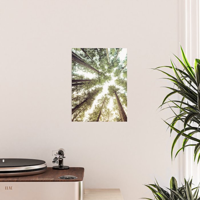 Green Forest Sky Trees Poster Gallery Image 2