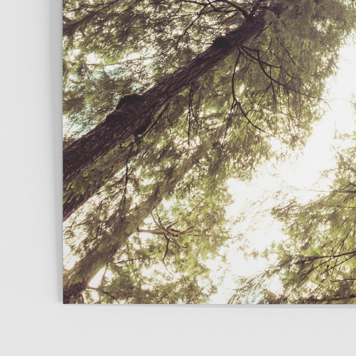 Green Forest Sky Trees Poster Gallery Image 3