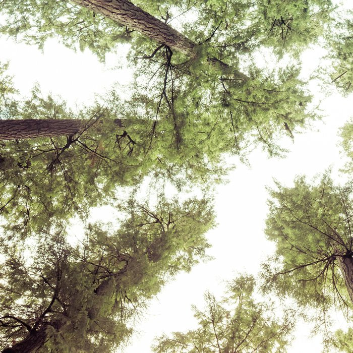 Green Forest Sky Trees Coffee Mug Gallery Image 2
