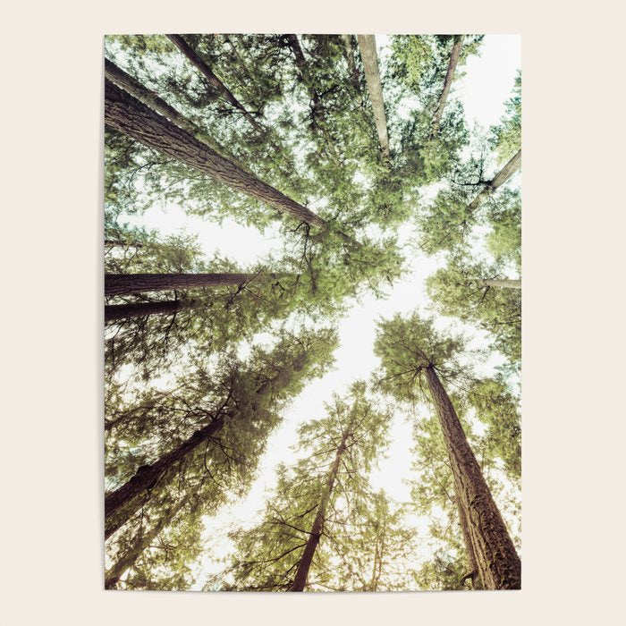 Green Forest Sky Trees Poster Gallery Image 4
