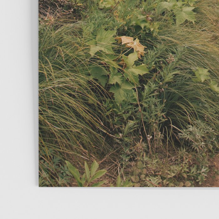 Misty Forest Path Poster Gallery Image 3