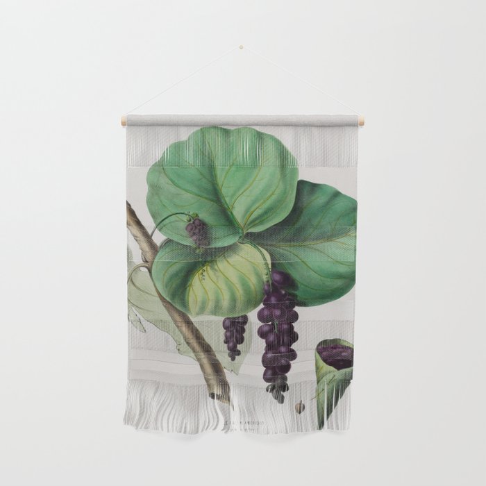 Sea grape from "Flore dâAmÃ©rique" by Ãtienne Denisse, 1840s Wall Hanging Gallery Image 1