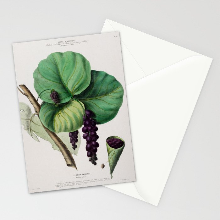 Sea grape from "Flore dâAmÃ©rique" by Ãtienne Denisse, 1840s Stationery Card Gallery Image 2