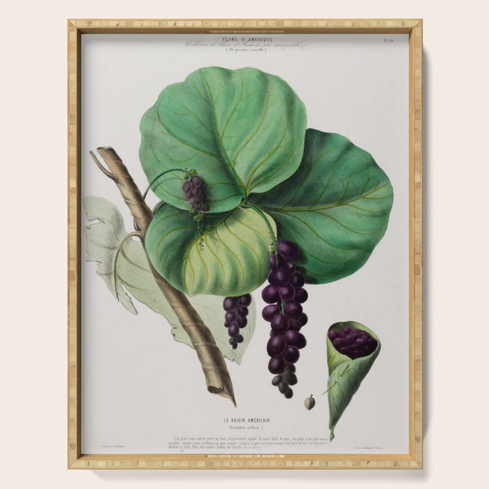 Sea grape from "Flore dâAmÃ©rique" by Ãtienne Denisse, 1840s Serving Tray Gallery Image 1