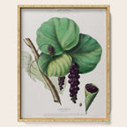 Sea grape from "Flore dâAmÃ©rique" by Ãtienne Denisse, 1840s Serving Tray Gallery Image 1