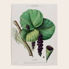Sea grape from "Flore dâAmÃ©rique" by Ãtienne Denisse, 1840s Poster Gallery Image 4