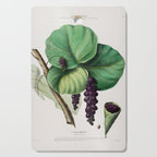 Sea grape from "Flore dâAmÃ©rique" by Ãtienne Denisse, 1840s Cutting Board Gallery Image 1