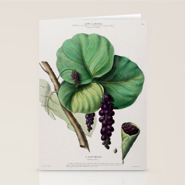 Sea grape from "Flore dâAmÃ©rique" by Ãtienne Denisse, 1840s Stationery Card Gallery Image 1