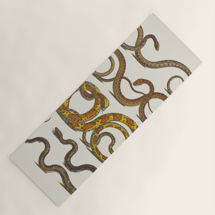 Albertus Seba Snakes Illustration  Yoga Mat Gallery Image 1