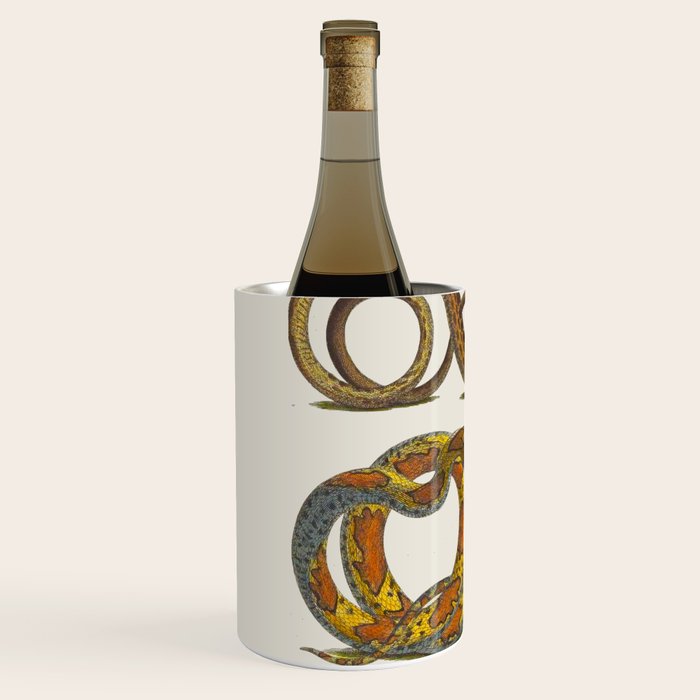Albertus Seba Snakes Illustration  Wine Chiller Gallery Image 2
