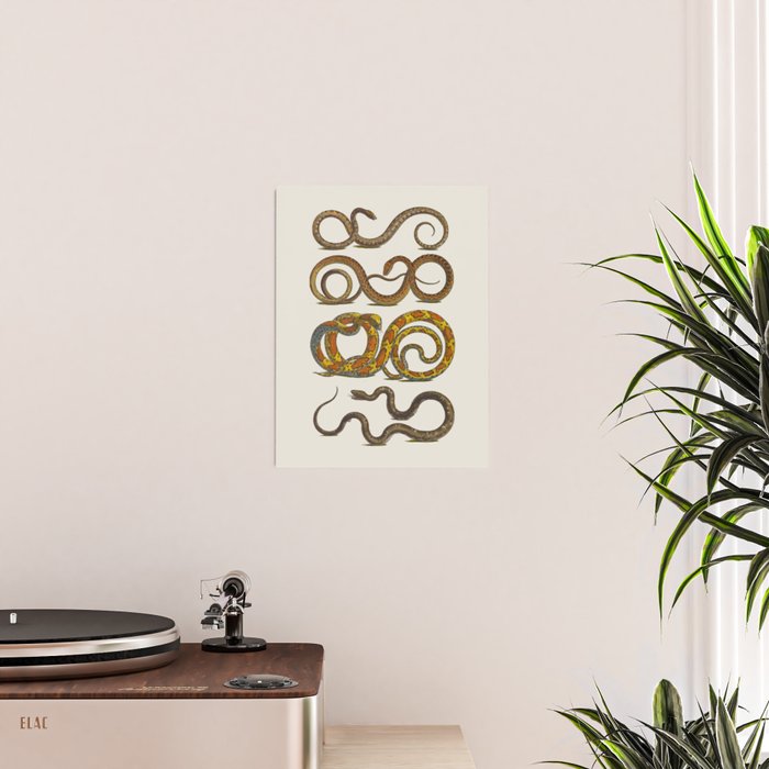 Albertus Seba Snakes Illustration  Poster Gallery Image 2