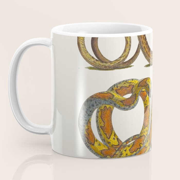 Albertus Seba Snakes Illustration  Coffee Mug Gallery Image 3