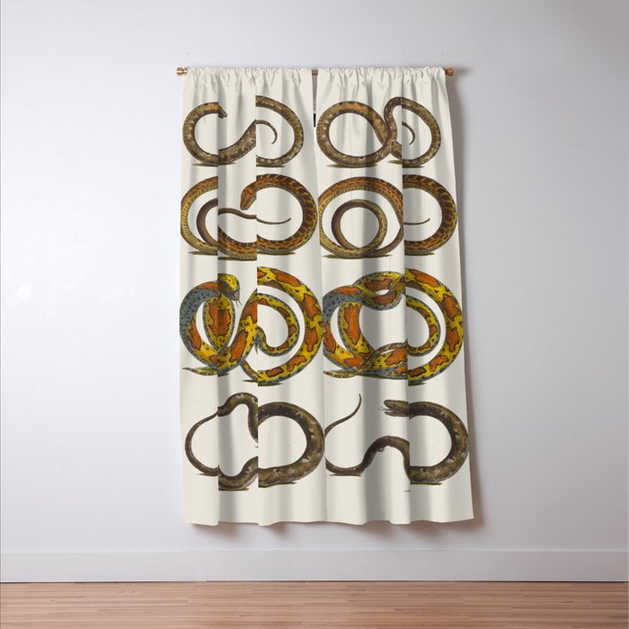Albertus Seba Snakes Illustration  Window Curtain Gallery Image 3