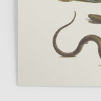 Albertus Seba Snakes Illustration  Poster Gallery Image 3
