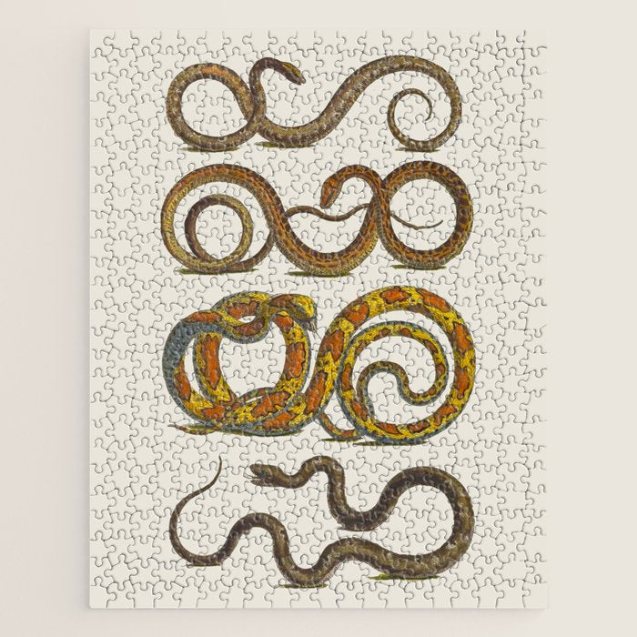 Albertus Seba Snakes Illustration  Jigsaw Puzzle Gallery Image 1