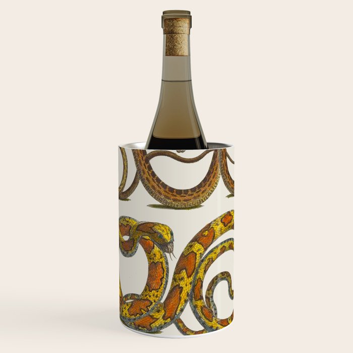 Albertus Seba Snakes Illustration  Wine Chiller Gallery Image 1