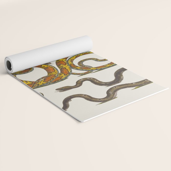 Albertus Seba Snakes Illustration  Yoga Mat Gallery Image 2