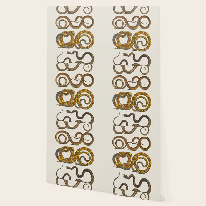 Albertus Seba Snakes Illustration  Wallpaper Gallery Image 2